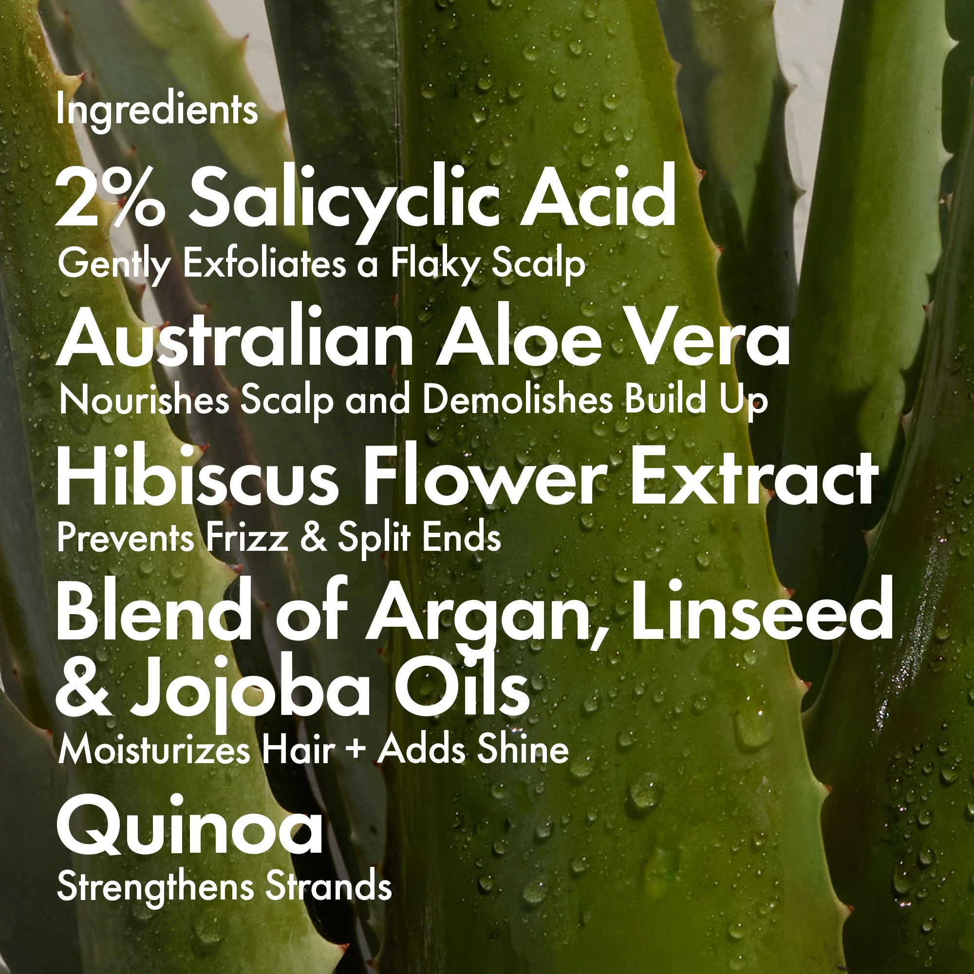 Bondi Boost Dandruff Duo - Image 3